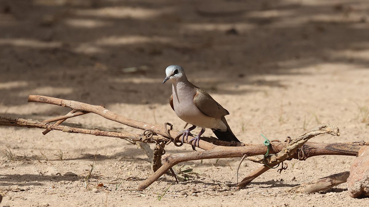 Black-billed Wood Dove,